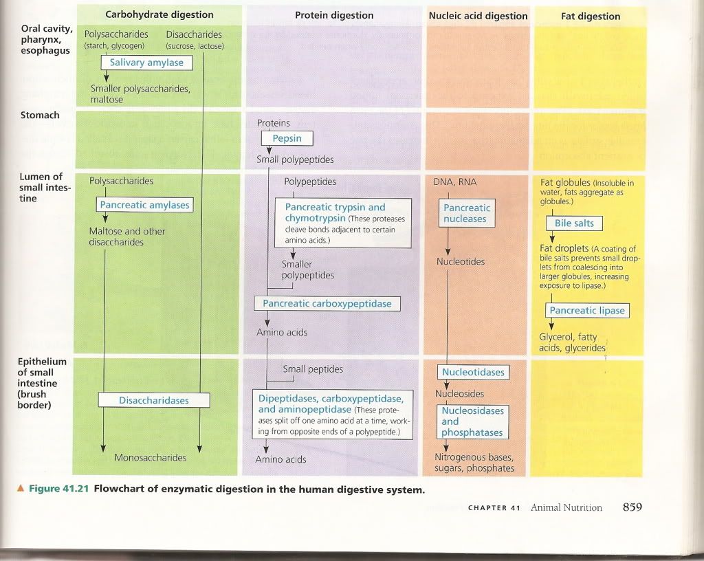 Enzymatic Digestion In Human Digestive System Photo by axe0729